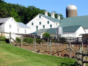 Gable swept here? Chickens peck in the yard of the still-functioning barn