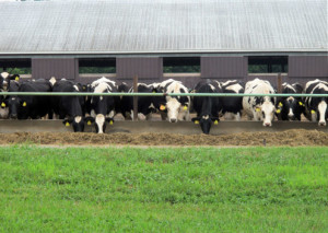 Chowing down on the farm in Elsie, Michigan's Dairy Capital