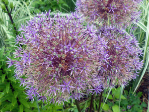 flower WildWorks.P1040899