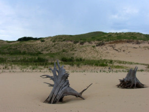 Stumps, reminders of the long-gone forests, dot the eerie dune landscape