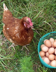 Food Dance diners consume 600 dozen eggs weekly from Carlson Farms