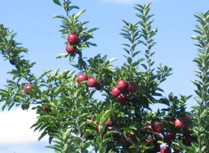 Michigan is third in the nation in apple growers behind Washington and New York 