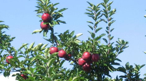 A Super Apple Supper