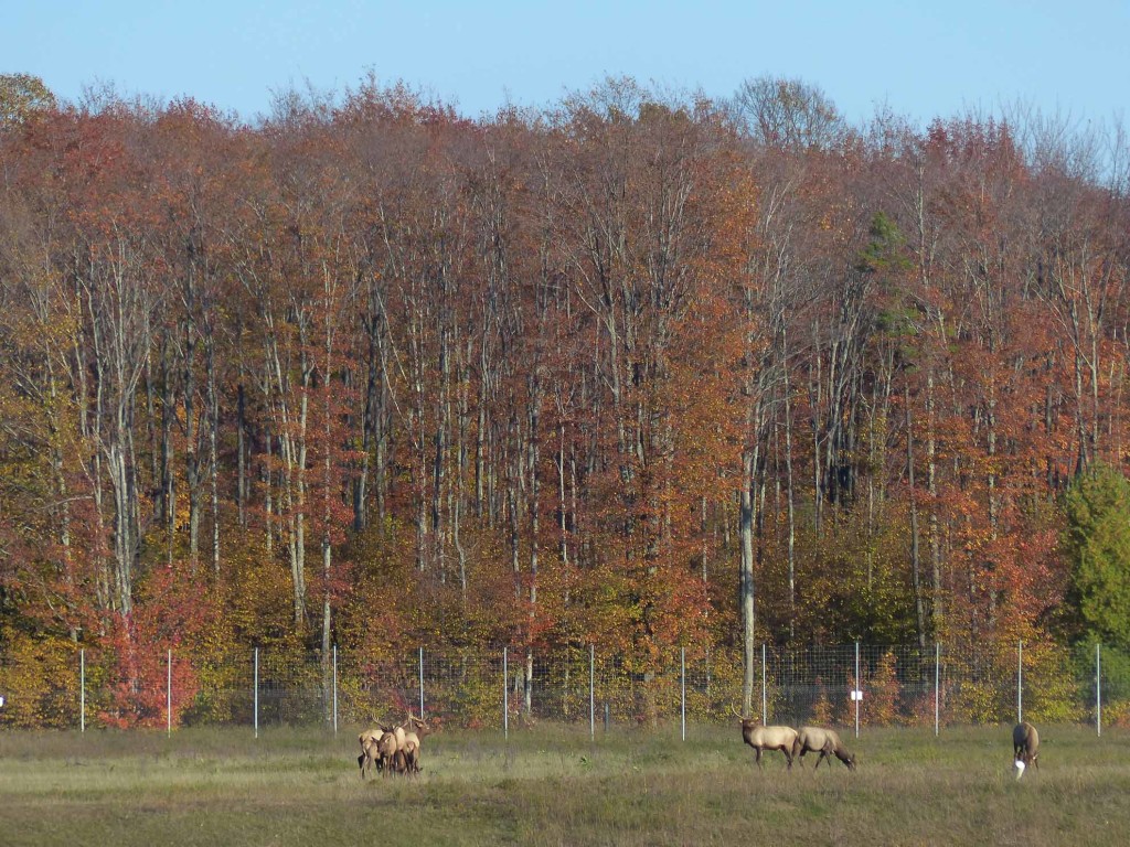 The northern Lower Peninsula has a large population of free-roaming elk. These, at home in Gaylord's Elk Park, are not among them.