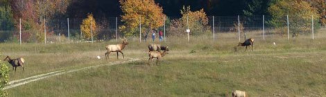 Gaylord: Where the Elk Roam