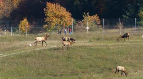 Gaylord: Where the Elk Roam