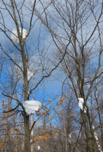 Snow nestled in trees like monster marshmallows on giant toasting sticks 