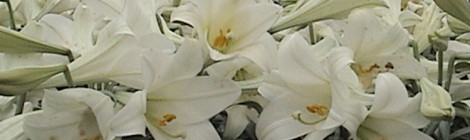 Whoa, Nellie! Michigan Leads in Easter Lilies