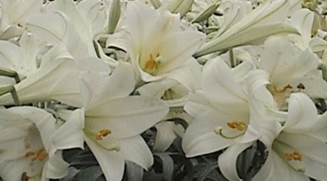 Whoa, Nellie! Michigan Leads in Easter Lilies
