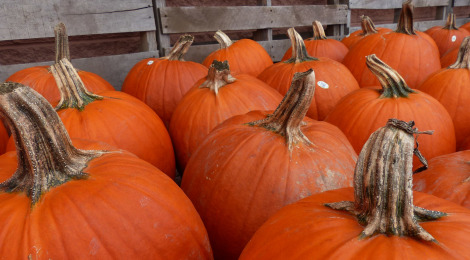It's a Great Season for...Pumpkins