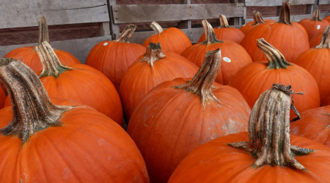 It's a Great Season for...Pumpkins