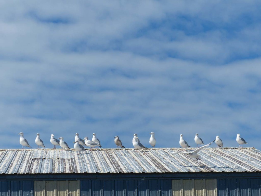 Seagulls once feasted on whitefish eggs, now regarded as "Lake Michigan caviar"