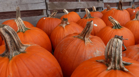 Simply Delish Pumpkin Cake