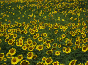 Sunday sunflowers_2434