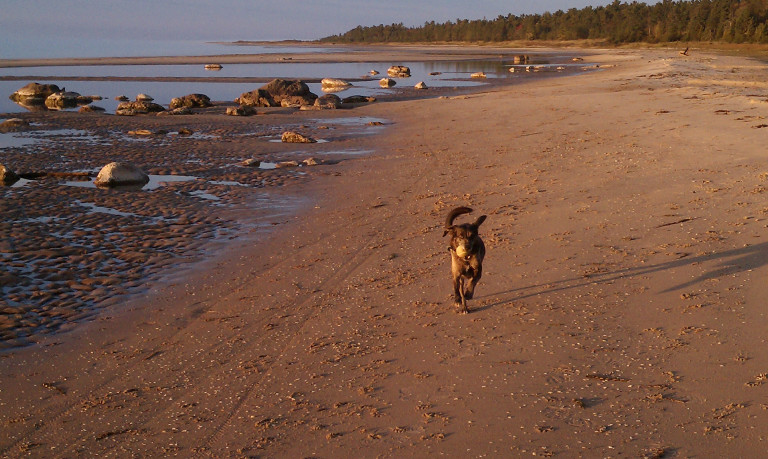 Tucker at play, running the Lake Michigan beach...