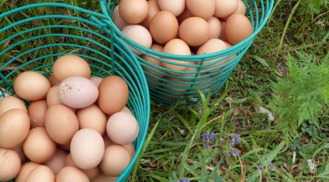 Borchers Egg Casserole