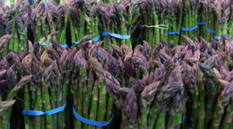 Asparagus: That's the Spear-It!