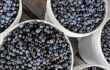 The Joy of Blueberries, My Favorite Fruit
