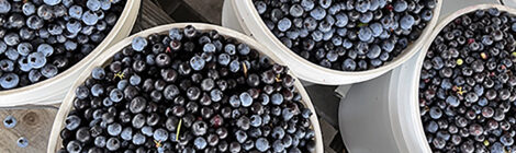 The Joy of Blueberries, My Favorite Fruit