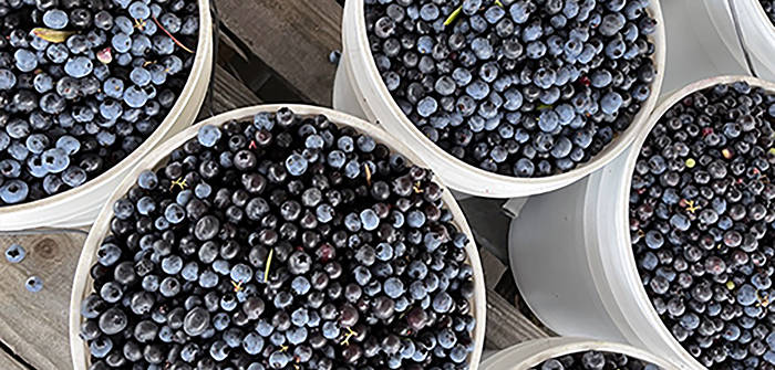 The Joy of Blueberries, My Favorite Fruit