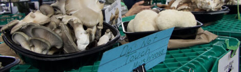 Recipe File: Mushroom Pie