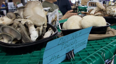 Recipe File: Mushroom Pie